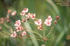 Attēlu rezultāti vaicājumam “Butomus umbellatus fruit”