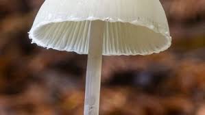 Attēlu rezultāti vaicājumam “Mycena filopes”