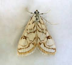 Attēlu rezultāti vaicājumam “Nymphula nitidulata”