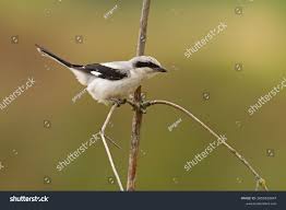 Attēlu rezultāti vaicājumam “Lanius excubitor”