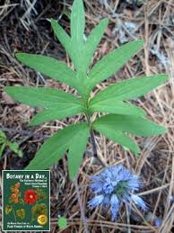 Attēlu rezultāti vaicājumam “Hydrophyllaceae”