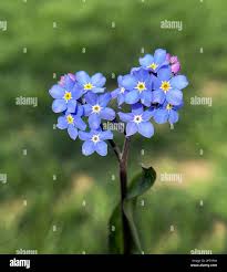 Image result for Vergissmeinnicht