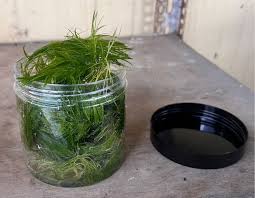 「金魚藻」的圖片搜尋結果