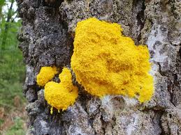 Attēlu rezultāti vaicājumam “Fuligo laevis”