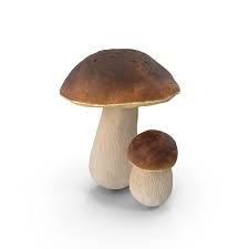 Attēlu rezultāti vaicājumam “Boletus edulis”