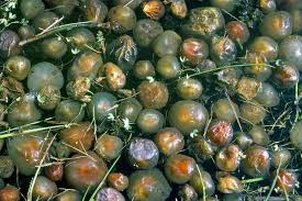 Attēlu rezultāti vaicājumam “Nostoc pruniforme”