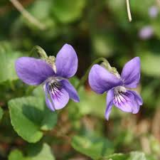 Attēlu rezultāti vaicājumam “Viola riviniana flower”