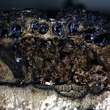 Attēlu rezultāti vaicājumam “Anthostoma decipiens”