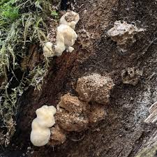 Attēlu rezultāti vaicājumam “Postia ptychogaster”