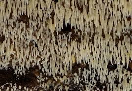 Attēlu rezultāti vaicājumam “Mucronella”