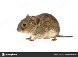 Attēlu rezultāti vaicājumam “Myodes glareolus”