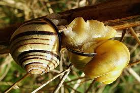 Attēlu rezultāti vaicājumam “Cepaea nemoralis”