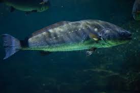 Image result for Argyrosomus regius