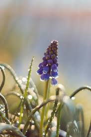 Attēlu rezultāti vaicājumam “Muscari botryoides flower”