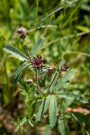 Attēlu rezultāti vaicājumam “Comarum palustre flower”