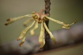 Attēlu rezultāti vaicājumam “Hamamelis virginiana flower”