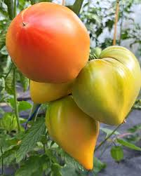 Afbeeldingsresultaat voor erdie family oxheart tomato