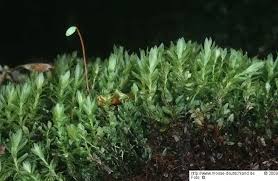 Attēlu rezultāti vaicājumam “Mnium stellare”