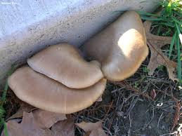 Attēlu rezultāti vaicājumam “Pleurotus ostreatus”