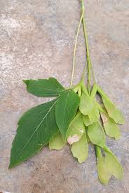 Attēlu rezultāti vaicājumam “Acer negundo leaf”