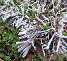 Attēlu rezultāti vaicājumam “Octospora splachnophila”