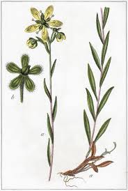 Attēlu rezultāti vaicājumam “Saxifraga hirculus”