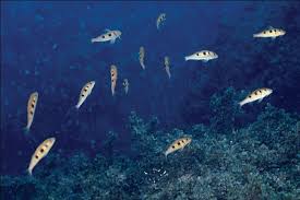 Image result for Pseudupeneus maculatus