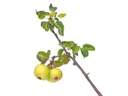 Attēlu rezultāti vaicājumam “Pyrus pyraster”