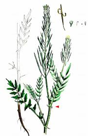 Attēlu rezultāti vaicājumam “Cardamine impatiens fruit”