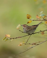 Image result for Emberiza pusilla