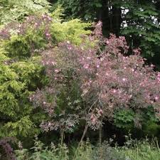 Attēlu rezultāti vaicājumam “Rosa glabrifolia”