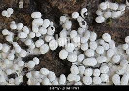 Attēlu rezultāti vaicājumam “Physarum diderma spores”