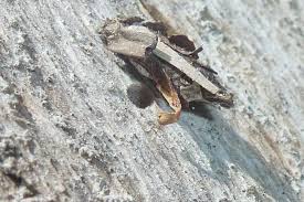 Attēlu rezultāti vaicājumam “Proutia betulina”