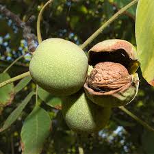 Attēlu rezultāti vaicājumam “Juglans regia fruit”