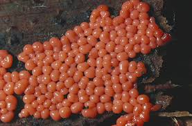 Attēlu rezultāti vaicājumam “Trichia decipiens”