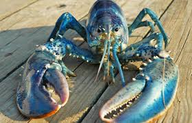 Image result for Homarus americanus