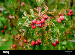 Attēlu rezultāti vaicājumam “Crataegus macracantha fruit”