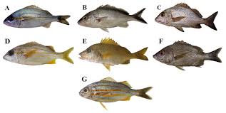 Image result for Haemulon aurolineatum