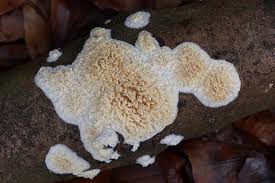 Attēlu rezultāti vaicājumam “Basidioradulum radula”