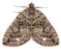 Attēlu rezultāti vaicājumam “Hydriomena furcata”