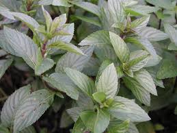 Image result for Pfefferminze