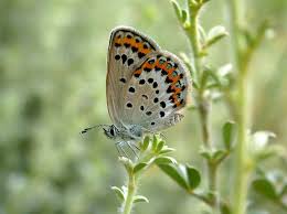 Attēlu rezultāti vaicājumam “Plebejus idas female”