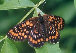 Attēlu rezultāti vaicājumam “Euphydryas maturna larva”