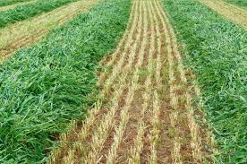 Attēlu rezultāti vaicājumam “Avena sativa”