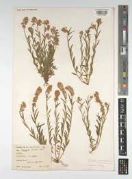 Attēlu rezultāti vaicājumam “Polygala comosa”