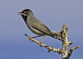 Image result for Sylvia rueppelli