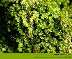 Attēlu rezultāti vaicājumam “Frullania dilatata”