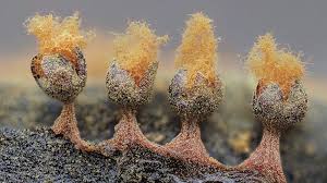 Attēlu rezultāti vaicājumam “Enerthenema papillatum spores”