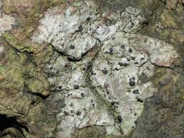 Attēlu rezultāti vaicājumam “Acrocordia gemmata”