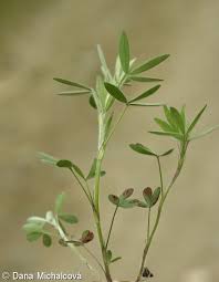 Attēlu rezultāti vaicājumam “Trifolium arvense leaf”